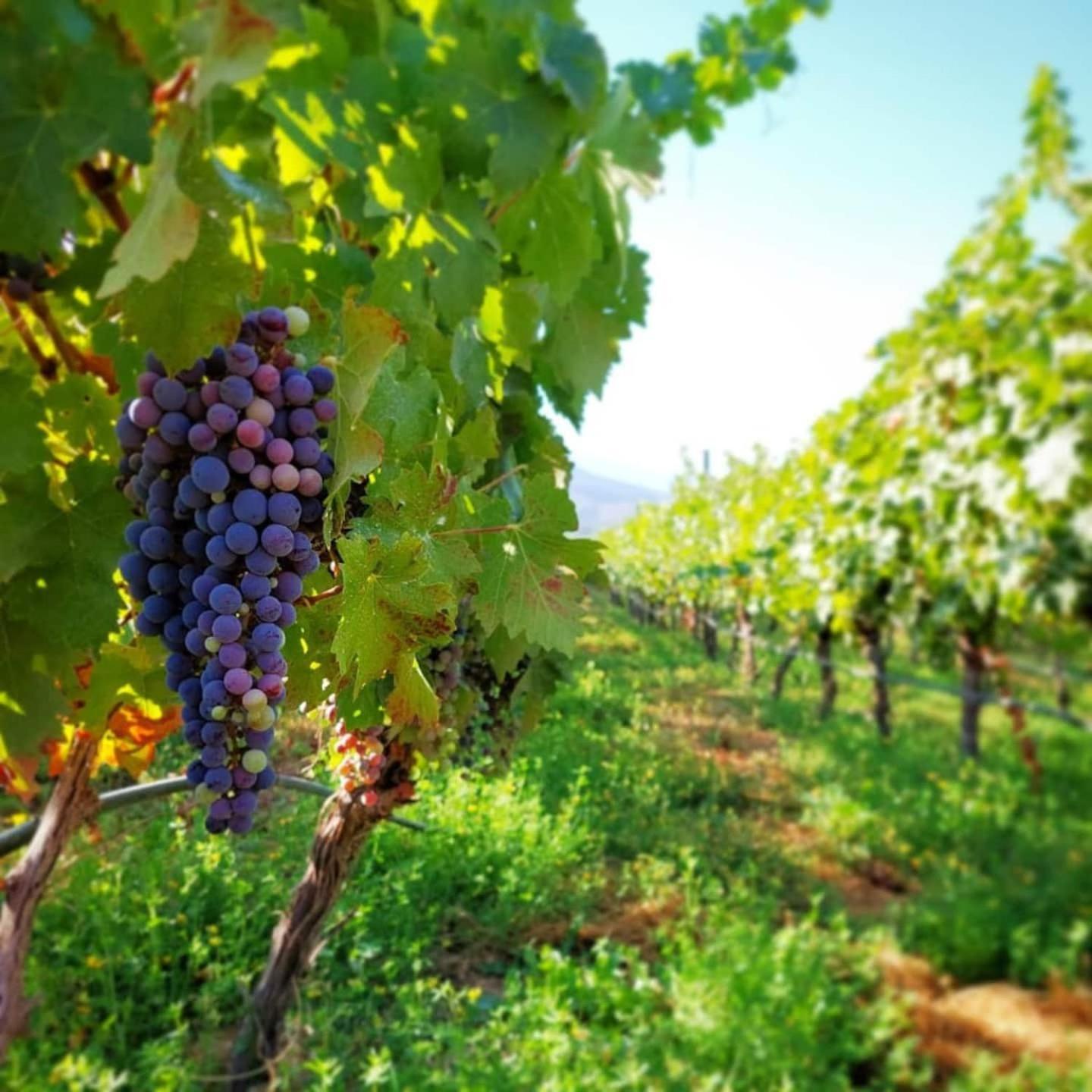 Paine Vina Lof - Maipo Valley Bed & Breakfast In Winery المظهر الخارجي الصورة